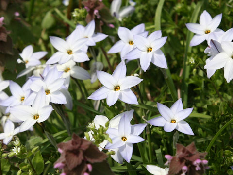 Ipheion uniflorum