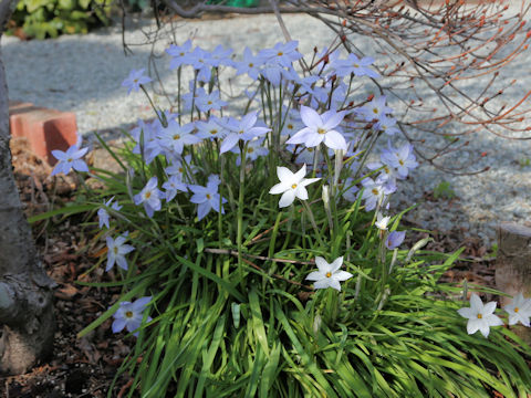 Ipheion uniflorum