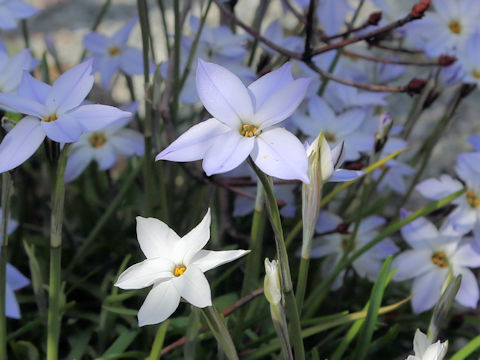 Ipheion uniflorum