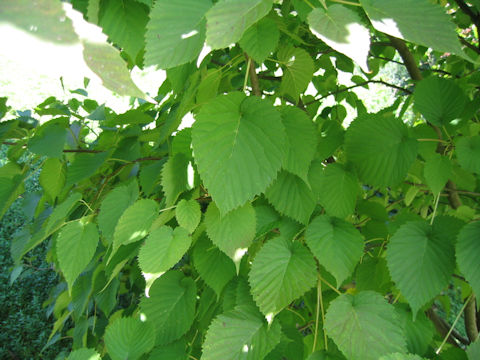 Davidia involucrata