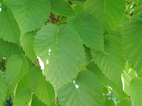 Davidia involucrata