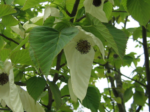 Davidia involucrata