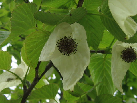 Davidia involucrata