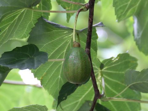 Davidia involucrata