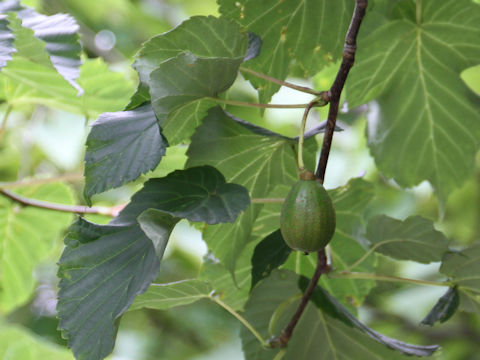 Davidia involucrata