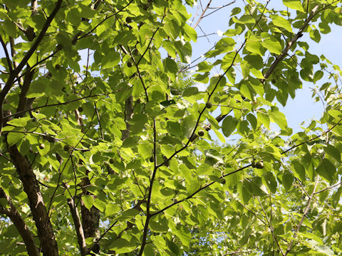 Davidia involucrata