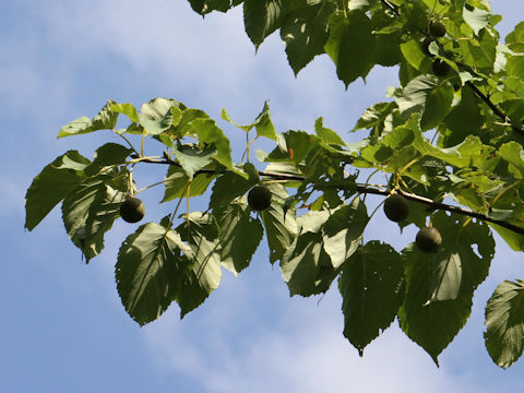 Davidia involucrata