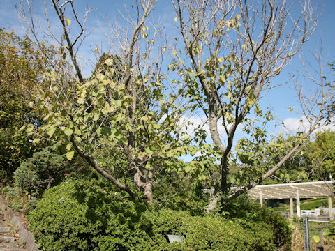 Davidia involucrata