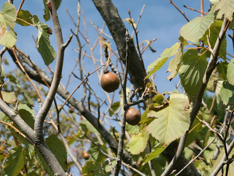 Davidia involucrata