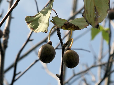 Davidia involucrata