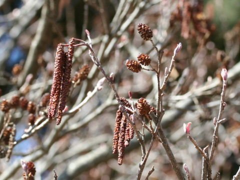 Alnus japonica