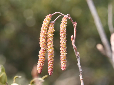 Alnus japonica