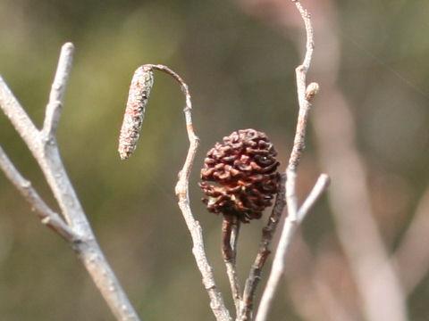 Alnus japonica