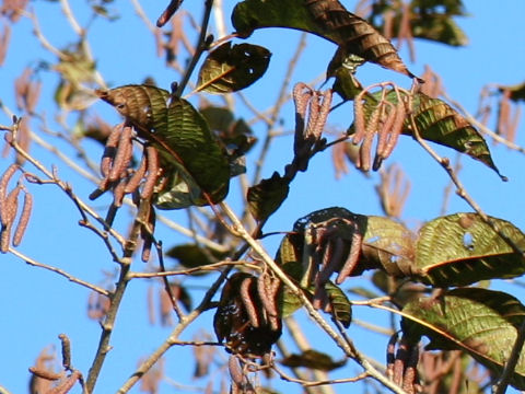 Alnus japonica