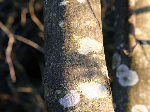 Alnus japonica