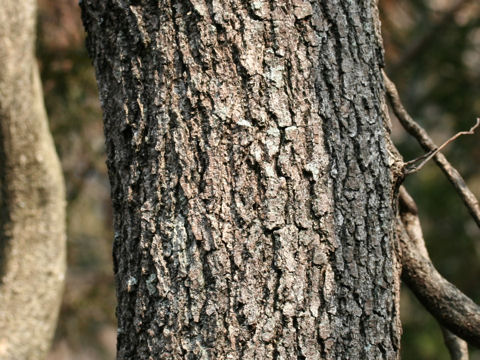 Alnus japonica