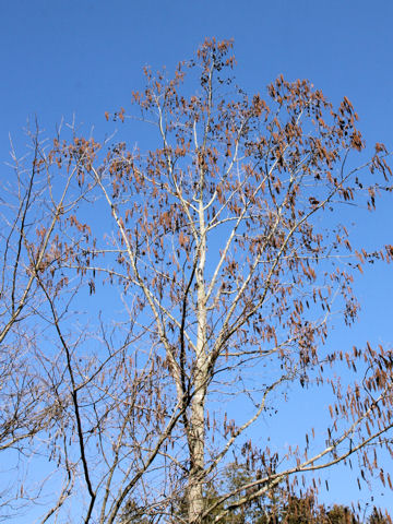 Alnus japonica