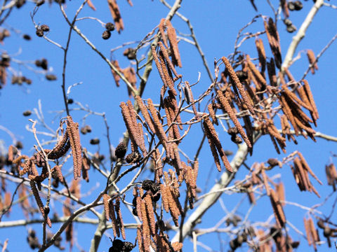 Alnus japonica