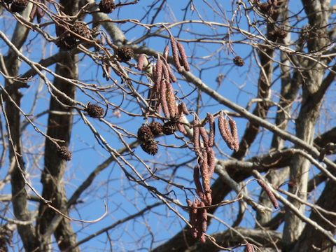 Alnus japonica