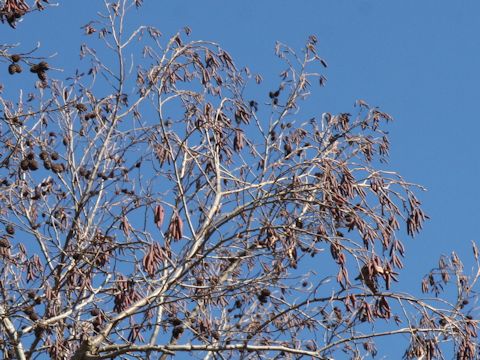 Alnus japonica