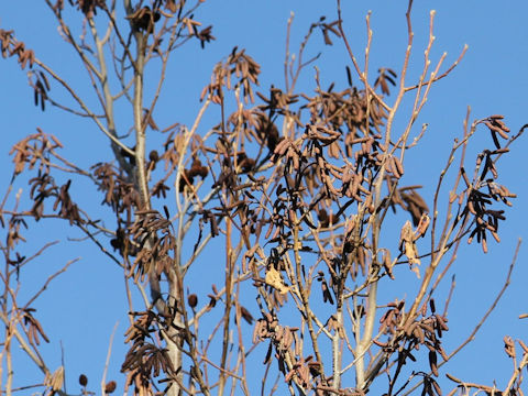 Alnus japonica