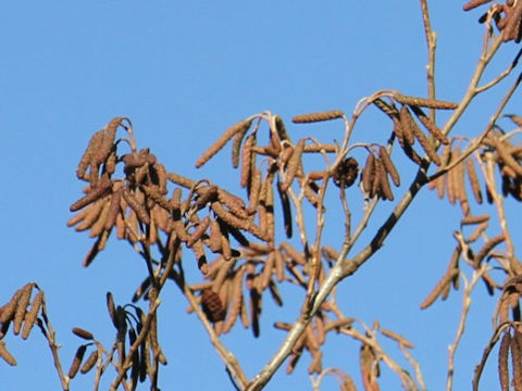 Alnus japonica