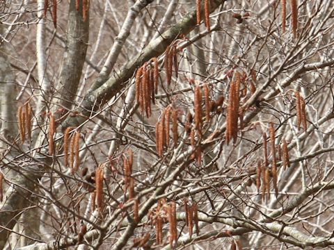 Alnus japonica