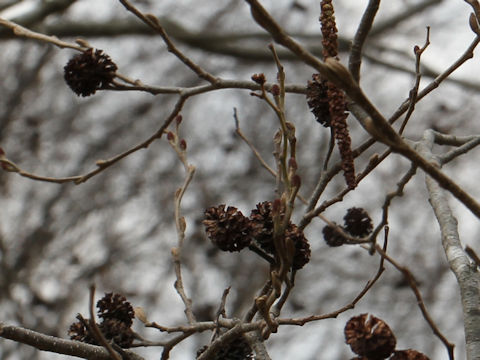 Alnus japonica