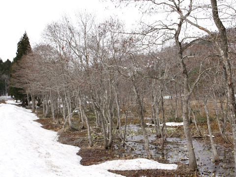 Alnus japonica