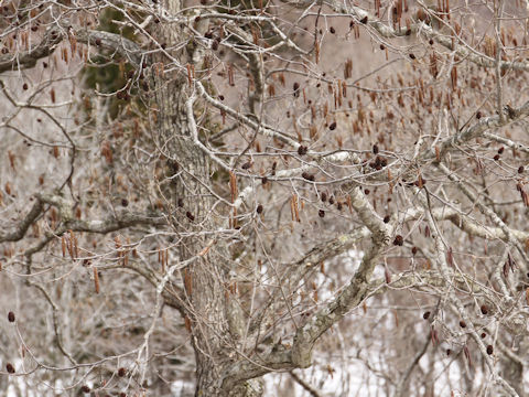 Alnus japonica