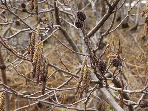 Alnus japonica