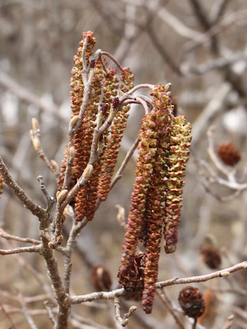 Alnus japonica