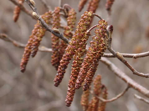 Alnus japonica