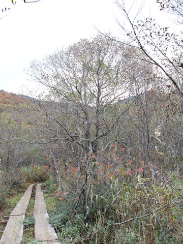 Alnus japonica