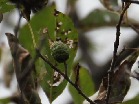 Alnus japonica