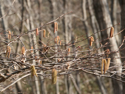 Alnus japonica