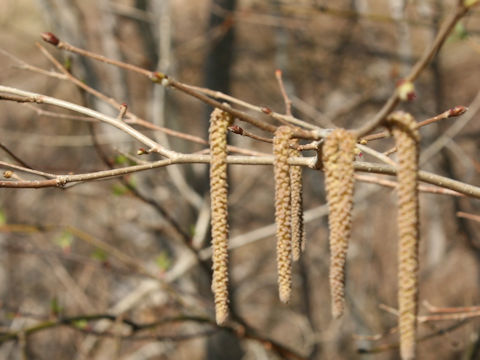 Alnus japonica