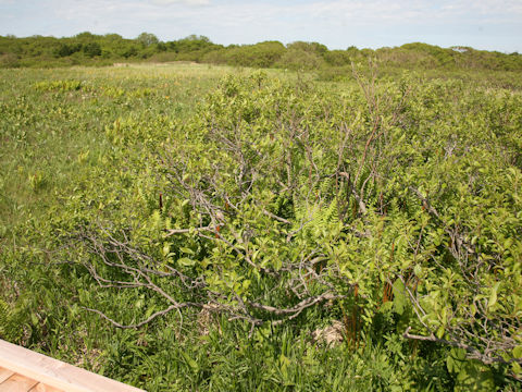Alnus japonica