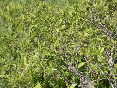 Alnus japonica