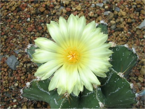 Astrophytum ornatum