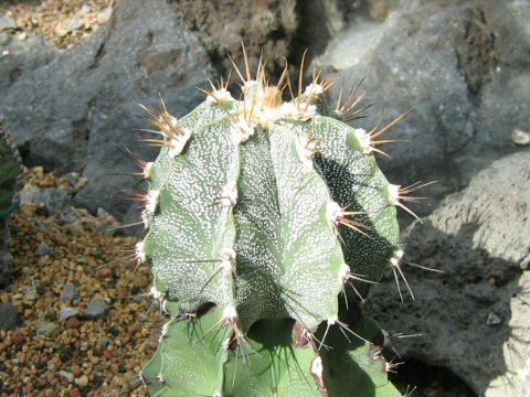 Astrophytum ornatum