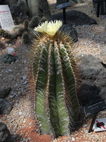 Astrophytum ornatum