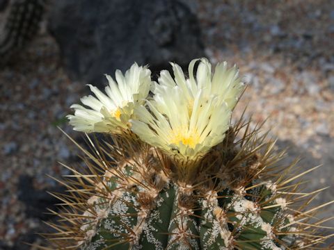 Astrophytum ornatum