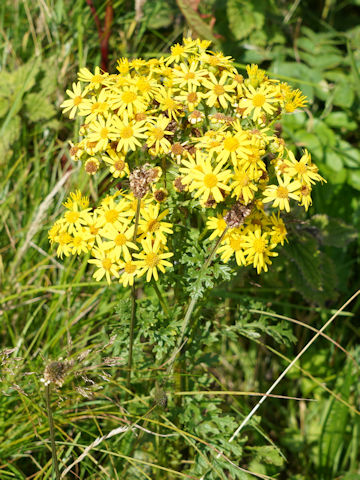 Senecio vernalis