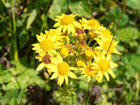 Senecio vernalis