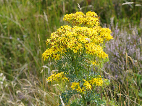 Senecio vernalis