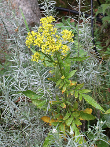 Patrinia scabiosaefolia f. crassa