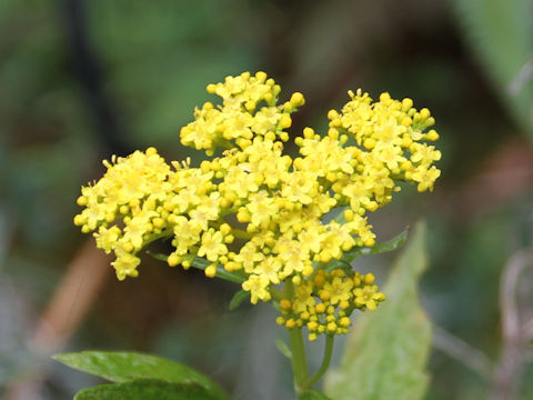 Patrinia scabiosaefolia f. crassa