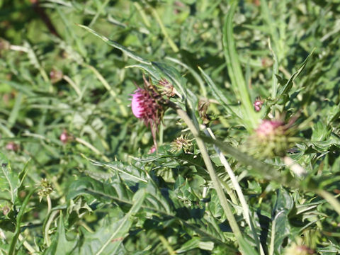 Cirsium happoense