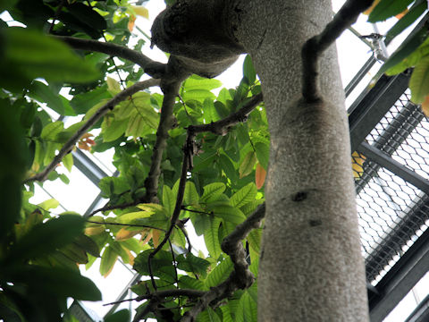 Duabanga grandiflora